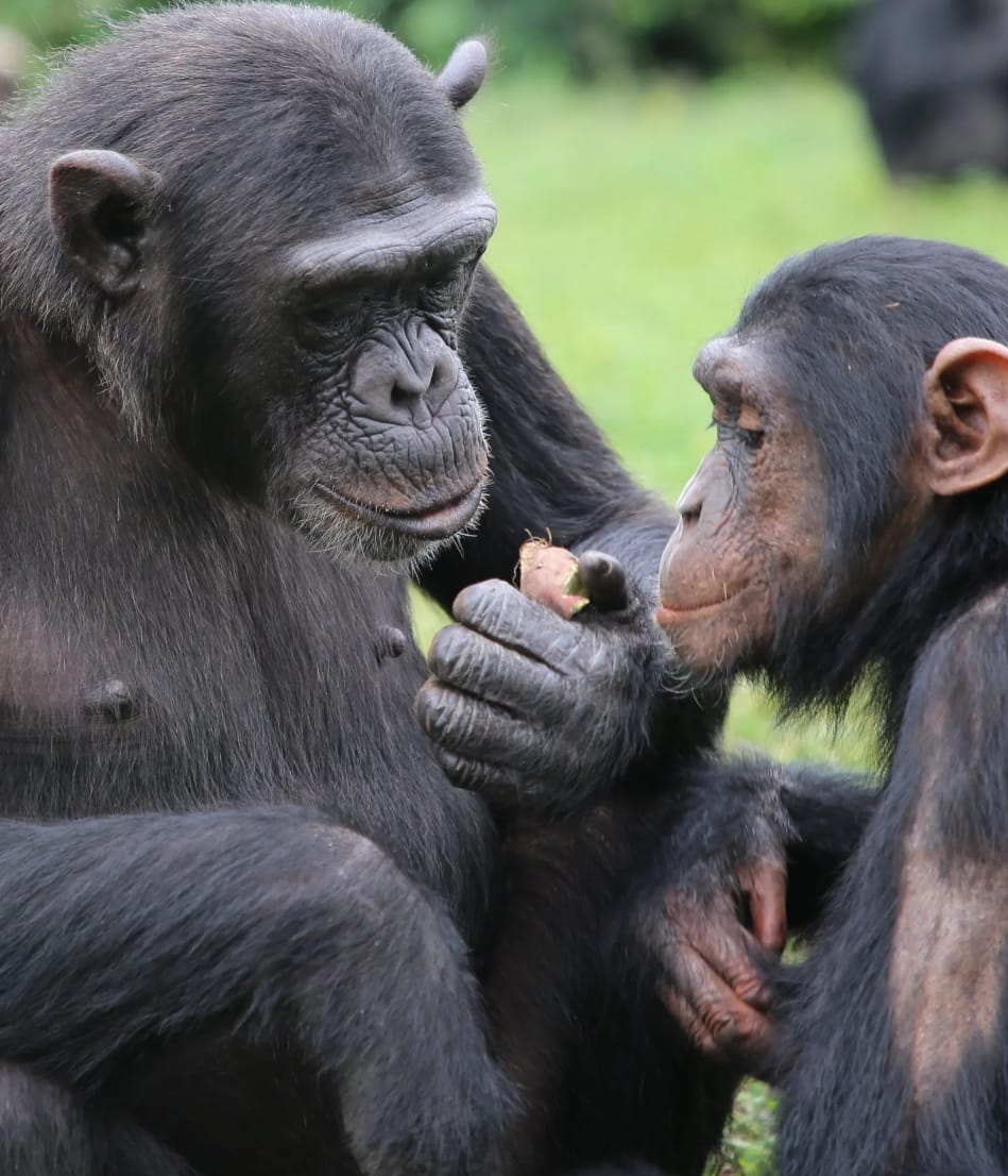 Kibale Forest National Park